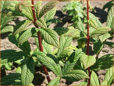 Rodgersia &#039;Borodin&#039; | Schout-bij-nacht, Kijkblad