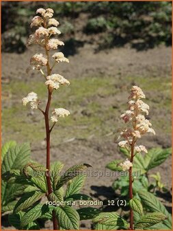 Rodgersia &#039;Borodin&#039; | Schout-bij-nacht, Kijkblad