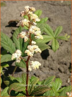 Rodgersia &#039;Borodin&#039; | Schout-bij-nacht, Kijkblad