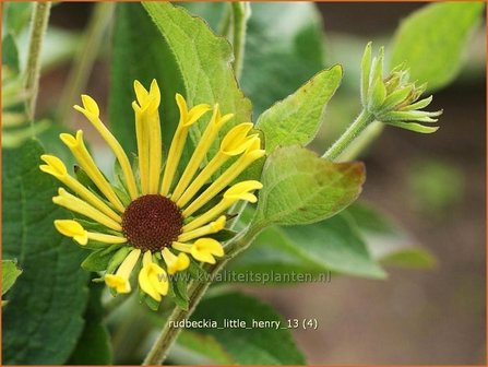 Rudbeckia &#039;Little Henry&#039; | Zonnehoed