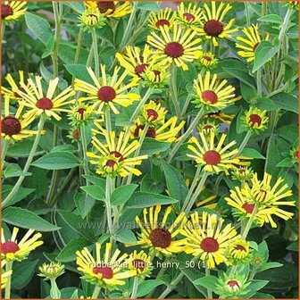 Rudbeckia &#039;Little Henry&#039; | Zonnehoed