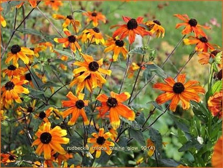 Rudbeckia triloba &#039;Prairie Glow&#039; | Zonnehoed | Dreilappiger Sonnenhut