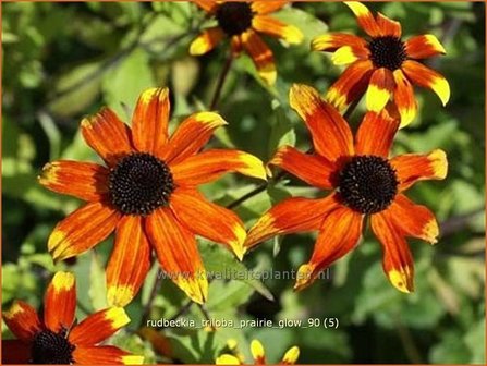 Rudbeckia triloba &#039;Prairie Glow&#039; | Zonnehoed | Dreilappiger Sonnenhut