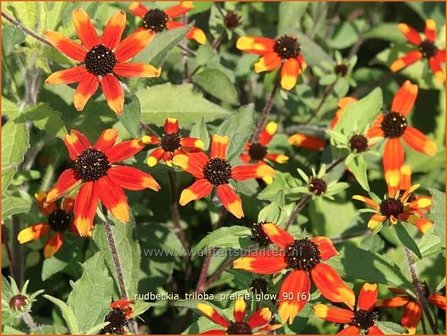 Rudbeckia triloba &#039;Prairie Glow&#039; | Zonnehoed | Dreilappiger Sonnenhut