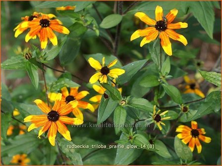 Rudbeckia triloba &#039;Prairie Glow&#039; | Zonnehoed | Dreilappiger Sonnenhut