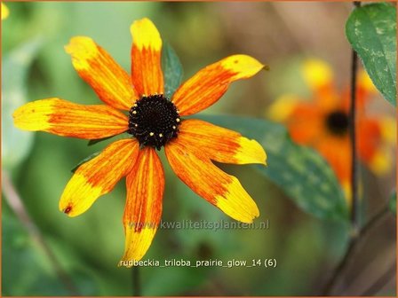 Rudbeckia triloba &#039;Prairie Glow&#039; | Zonnehoed | Dreilappiger Sonnenhut