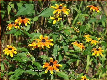 Rudbeckia triloba &#039;Prairie Glow&#039; | Zonnehoed | Dreilappiger Sonnenhut