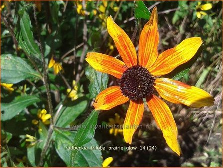 Rudbeckia triloba &#039;Prairie Glow&#039; | Zonnehoed | Dreilappiger Sonnenhut