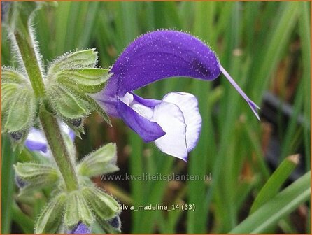 Salvia &amp;#39;Madeline&amp;#39;