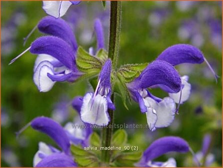 Salvia &#039;Madeline&#039; | Salie, Salvia