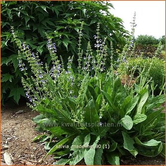 Salvia &#039;Madeline&#039; | Salie, Salvia