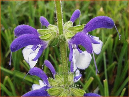 Salvia &#039;Madeline&#039; | Salie, Salvia