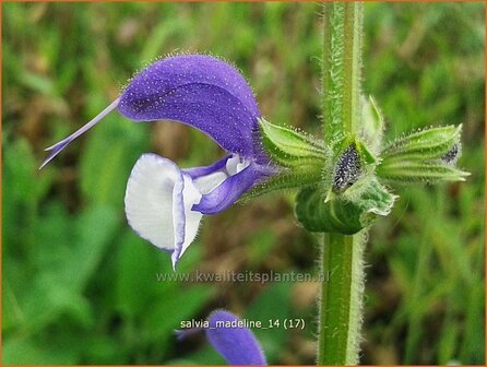 Salvia &#039;Madeline&#039; | Salie, Salvia