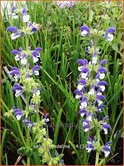 Salvia &#039;Madeline&#039; | Salie, Salvia