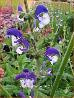 Salvia &#039;Madeline&#039; | Salie, Salvia