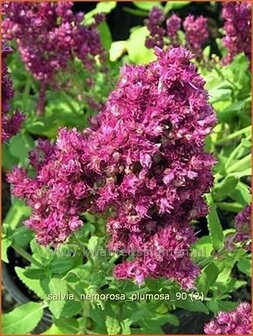 Salvia nemorosa &#039;Plumosa&#039; | Salie, Salvia