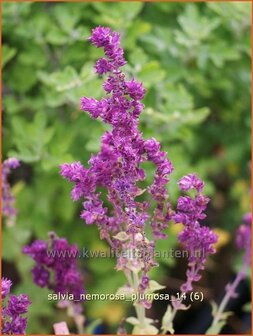 Salvia nemorosa &#039;Plumosa&#039; | Salie, Salvia