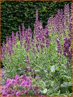 Salvia nemorosa &#039;Plumosa&#039; | Salie, Salvia