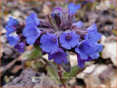 Pulmonaria angustifolia &#039;Blaues Meer&#039; | Longkruid