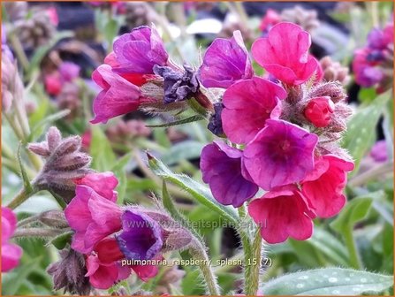 Pulmonaria &#039;Raspberry Splash&#039; | Longkruid