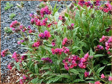 Pulmonaria &#039;Raspberry Splash&#039; | Longkruid