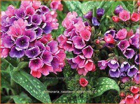 Pulmonaria &#039;Raspberry Splash&#039; | Longkruid