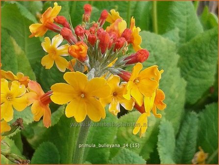 Primula bulleyana | Sleutelbloem, Etageprimula