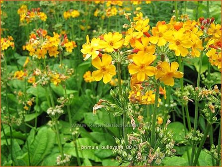 Primula bulleyana | Sleutelbloem, Etageprimula