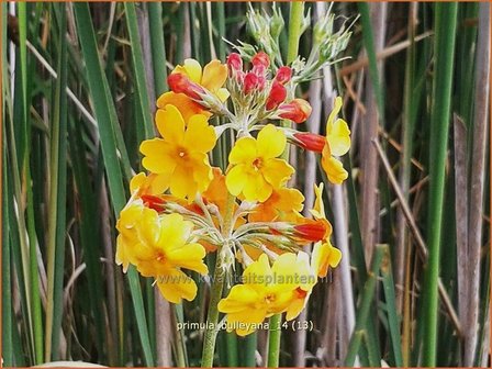 Primula bulleyana | Sleutelbloem, Etageprimula