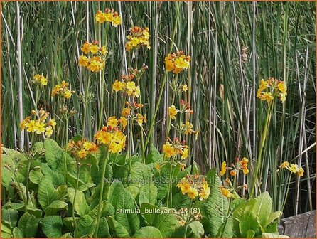 Primula bulleyana | Sleutelbloem, Etageprimula