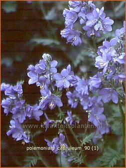 Polemonium caeruleum | Jacobsladder