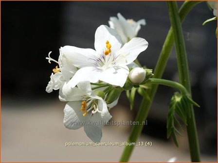 Polemonium caeruleum &#039;Album&#039; | Jacobsladder