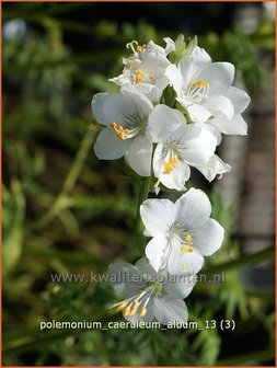 Polemonium caeruleum &#039;Album&#039; | Jacobsladder