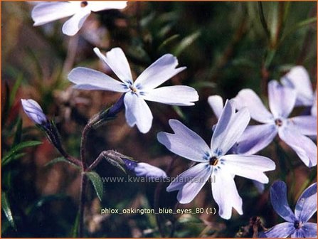 Phlox &amp;#39;Oakington Blue Eyes&amp;#39; | Kruipphlox, Vlambloem, Flox, Floks | Polsterphlox