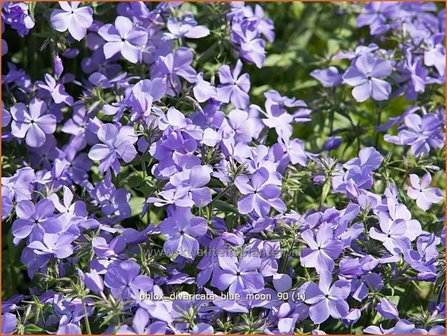 Phlox divaricata &#039;Blue Moon&#039; | Vlambloem