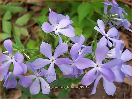 Phlox divaricata laphamii | Vlambloem