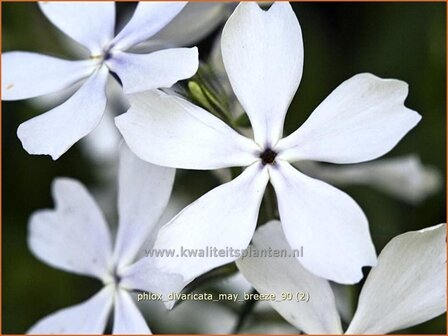 Phlox divaricata &#039;May Breeze&#039; | Vlambloem