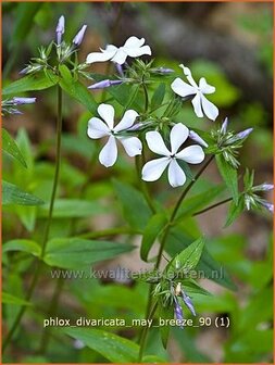 Phlox divaricata &#039;May Breeze&#039; | Vlambloem