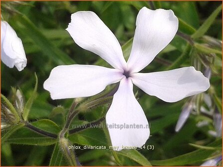 Phlox divaricata &#039;May Breeze&#039; | Vlambloem