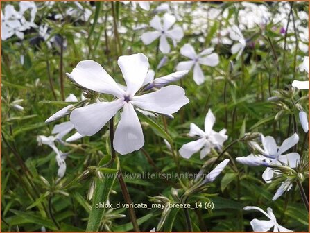 Phlox divaricata &#039;May Breeze&#039; | Vlambloem