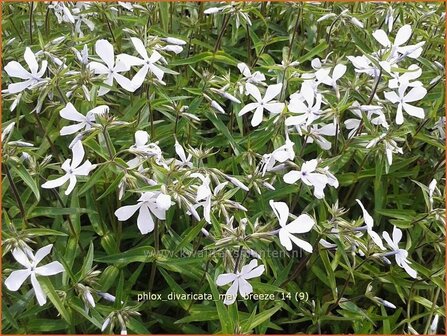 Phlox divaricata &#039;May Breeze&#039; | Vlambloem