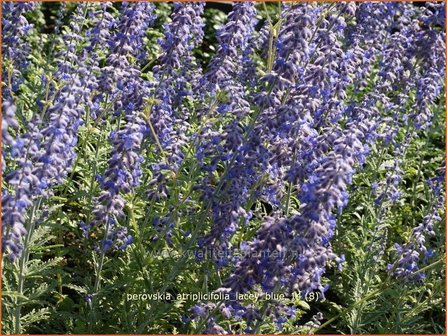 Perovskia atriplicifolia &#039;Lacey Blue&#039; | Russische salie, Blauwspirea, Reuzenlavendel | Meldebl&auml;ttrige Blau