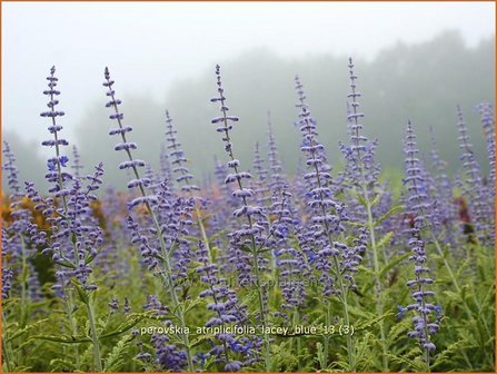 Perovskia atriplicifolia &#039;Lacey Blue&#039; | Russische salie, Blauwspirea, Reuzenlavendel | Meldebl&auml;ttrige Blau