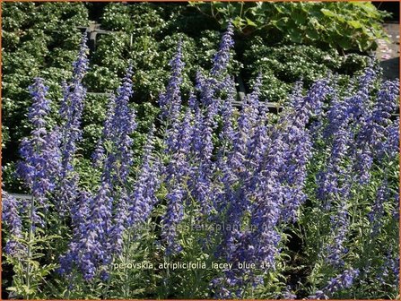 Perovskia atriplicifolia &#039;Lacey Blue&#039; | Russische salie, Blauwspirea, Reuzenlavendel | Meldebl&auml;ttrige Blau