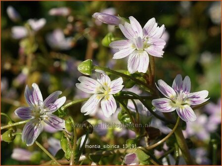 Montia sibirica | Roze winterpostelein, Sierpostelein