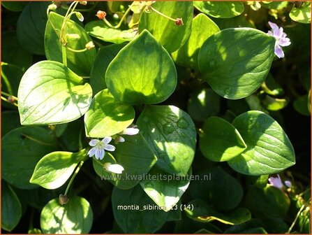 Montia sibirica | Roze winterpostelein, Sierpostelein