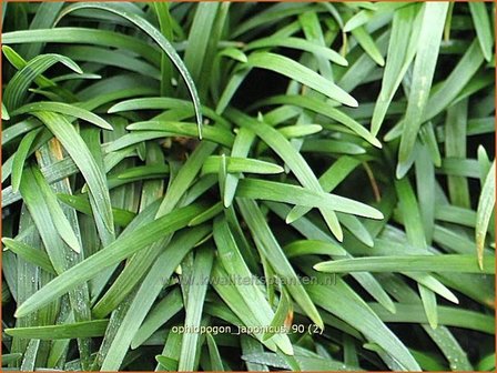 Ophiopogon japonicus | Japans slangengras, Slangenbaard | Japanischer Schlangenbart