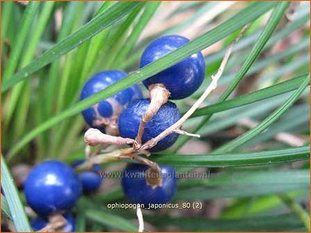 Ophiopogon japonicus | Japans slangengras, Slangenbaard | Japanischer Schlangenbart