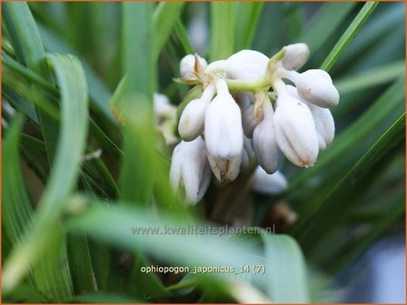 Ophiopogon japonicus | Japans slangengras, Slangenbaard | Japanischer Schlangenbart