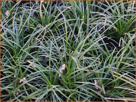 Ophiopogon japonicus | Japans slangengras, Slangenbaard | Japanischer Schlangenbart